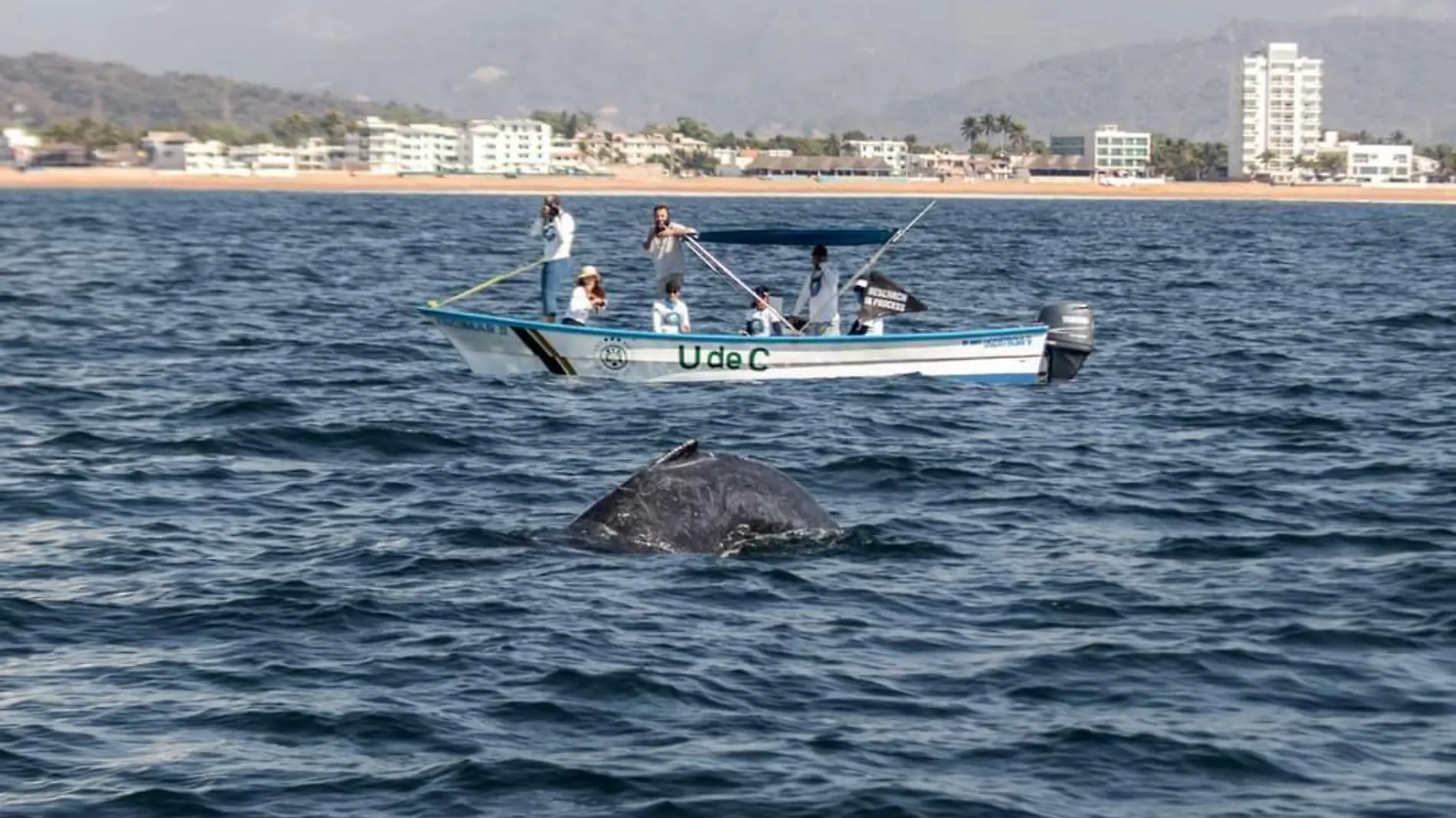 Cuidado de las ballenas en Colima